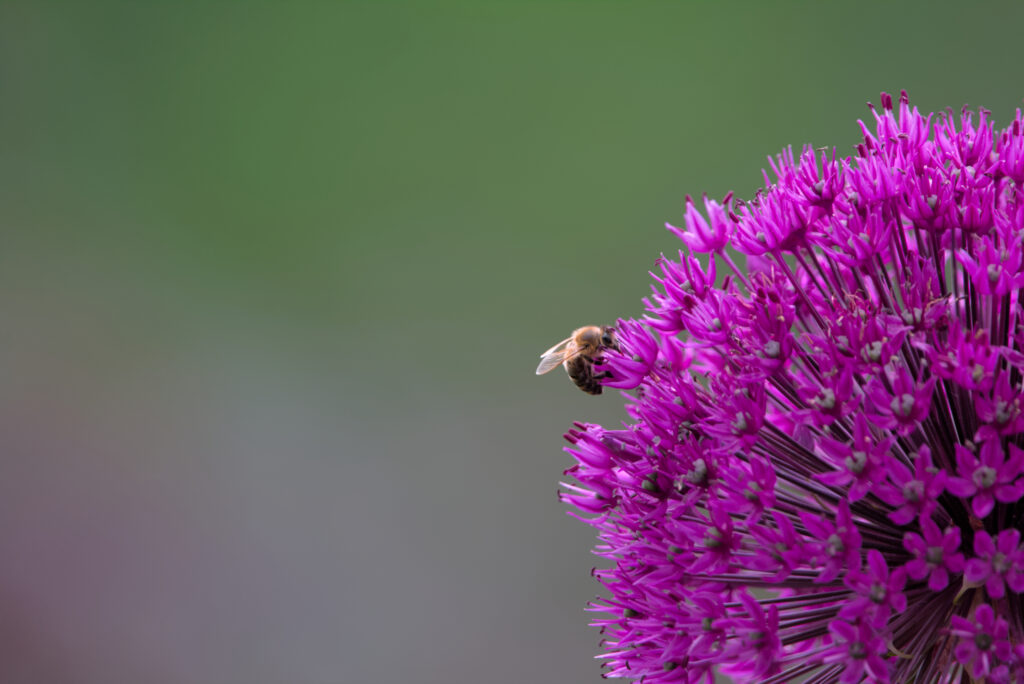 Portfolio img 8208